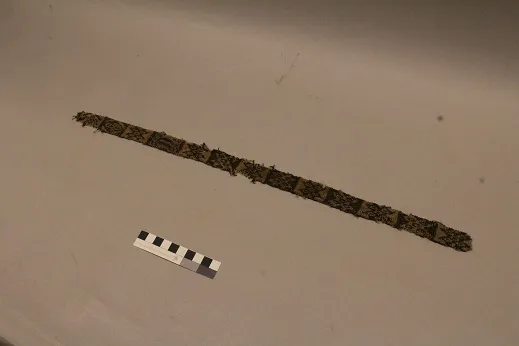 Faja bicolor