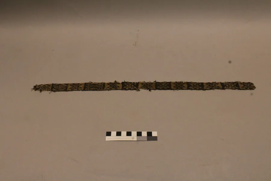 Faja bicolor