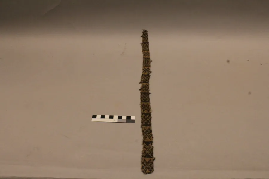 Faja bicolor