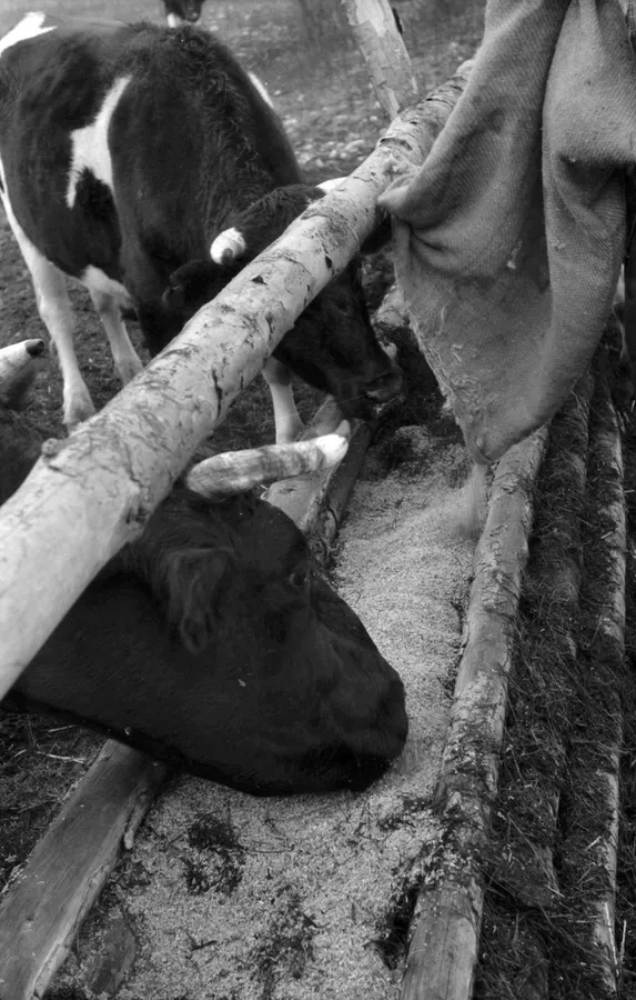 Vacas alimentándose en comederos